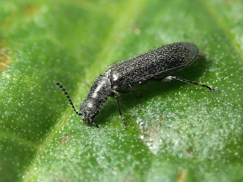 Dasytidae: Dasytes sp., femmina